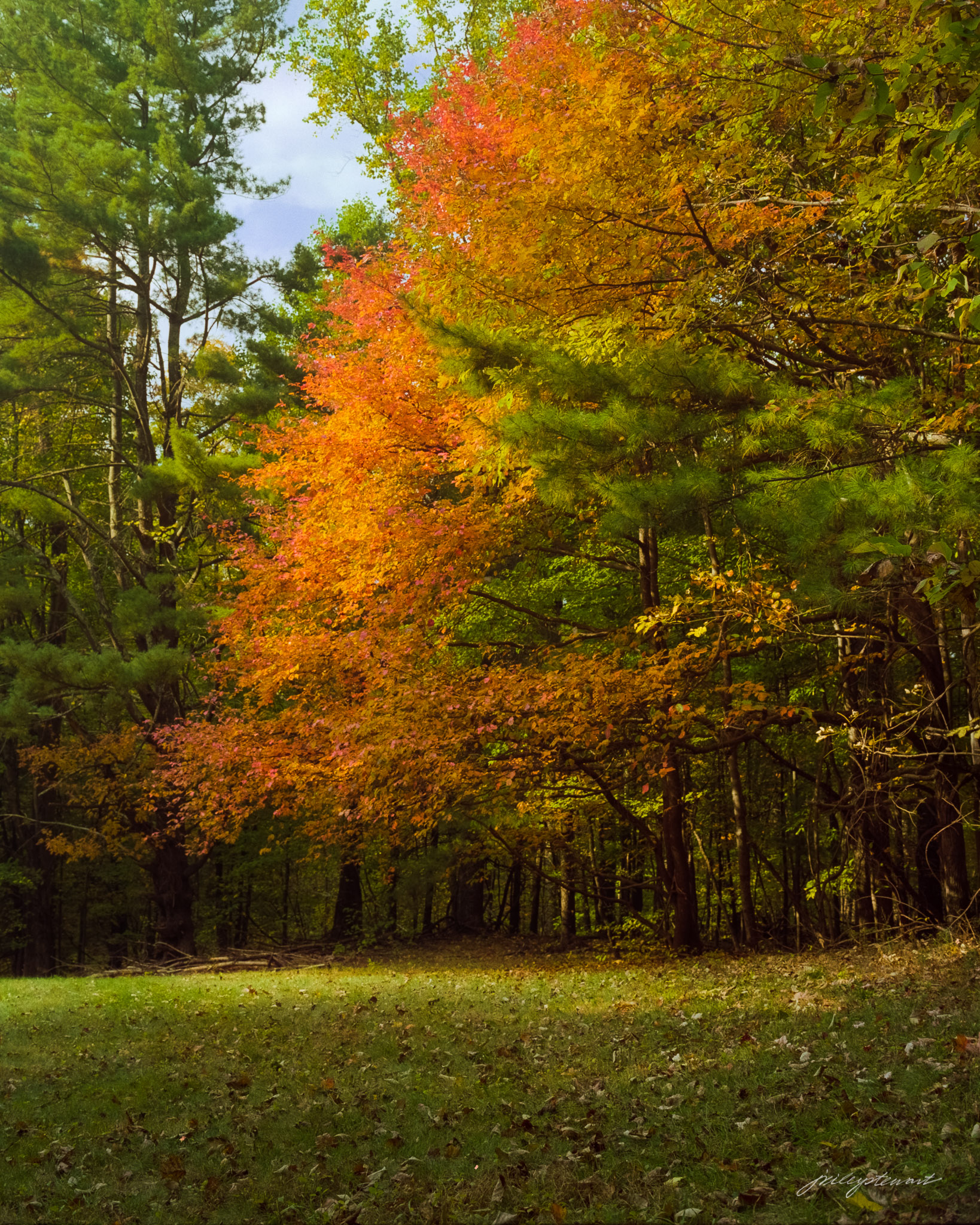 Oak Among Pines, Skyline Drive